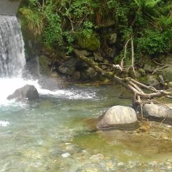 増水した渓でイワナ爆釣